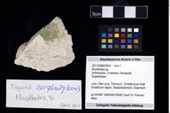 Foto (Objekt + Etikett) von Munitheites sp.  (NHMW-GEO-2017-0089-0043)